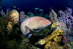 Grouper. Turks & Caicos. 10mm by Andy Lerner 